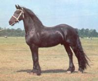 frison-1.jpg