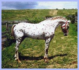 araappaloosa-1.jpg