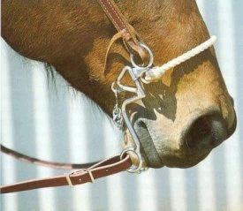 hackamore-1.jpg