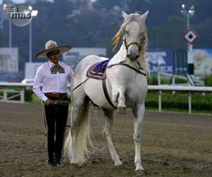 caballo12-1.jpg