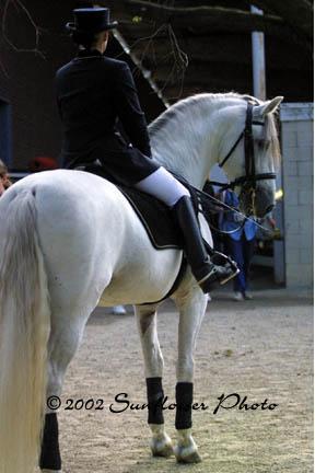 dressage3-1.jpg