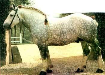 percheron-1.jpg