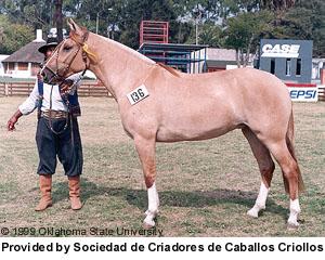 criollou3-1.jpg