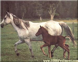 aquarterhorse2my-1.jpg