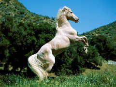 caballo3yh-1.jpg