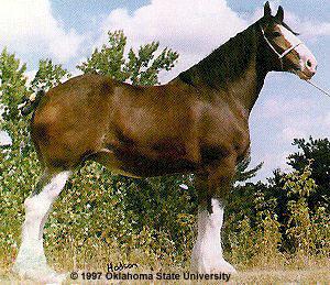 clydesdale2ex-1.jpg