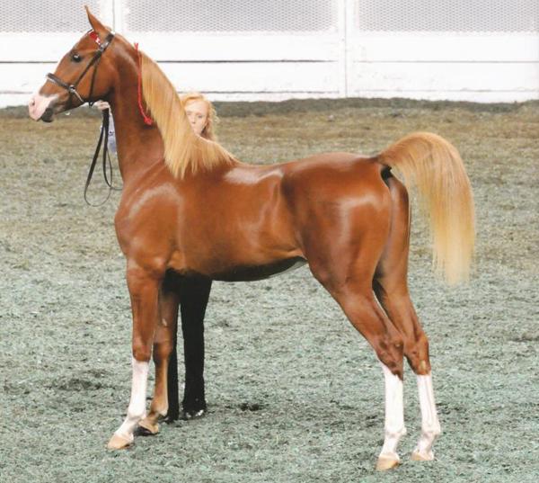 americansaddlebred-1.jpg