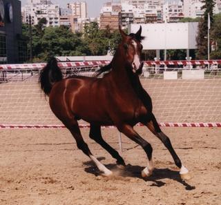 caballos0009-1.jpg