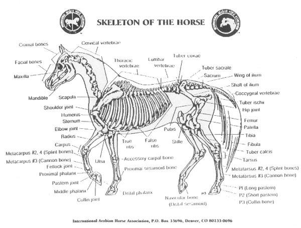 horseskeleton-1.jpg