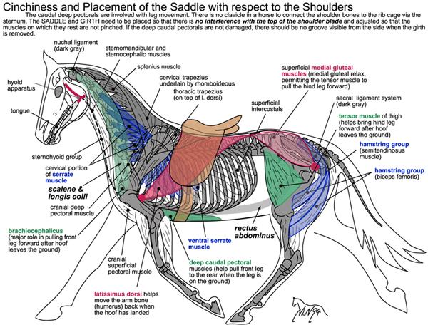 saddleplacement-1.jpg