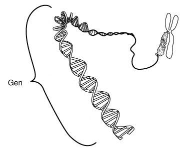 cromosomaygen-1.jpg