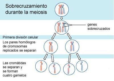 sobrecruzamiento-1.jpg