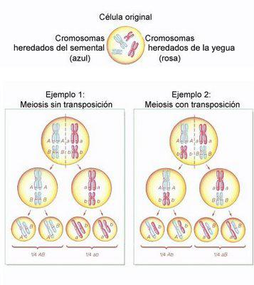 transposicion-1.jpg