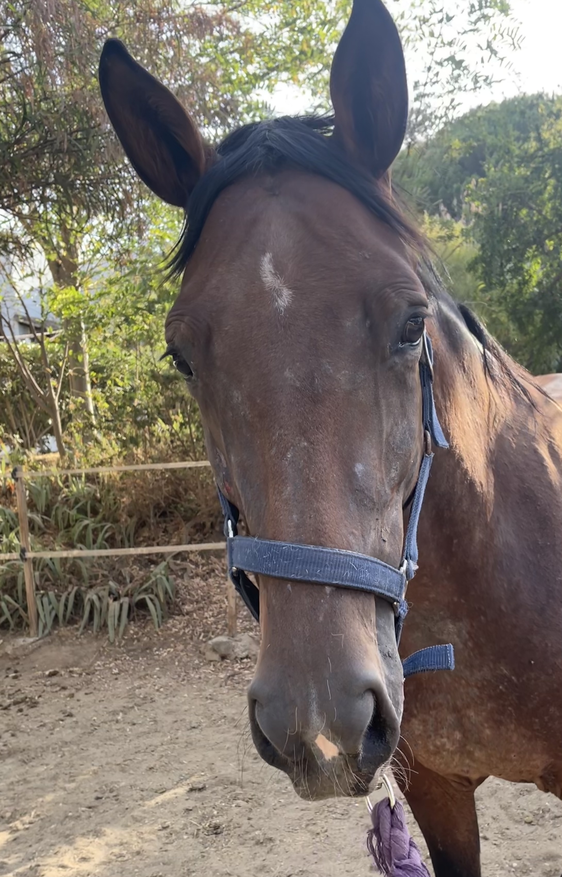 caballo MUY manso se vuelve arisco y nervioso en 2 meses de campo |  LaEquitacion.com