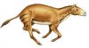 hyracotherium-eohippus.jpg