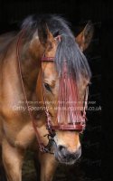 Cabezada Cathy Spearing en caballo.jpg