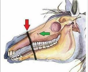 hueso nasal caballo.jpg